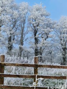 Snow and Ice on trees at Teach Altra Nursing Home Newmarket Cork