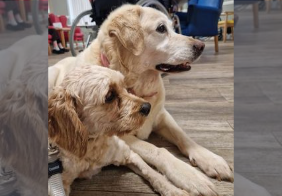 Two therapy dogs relax on the floor at Esker Rí Nursing Home